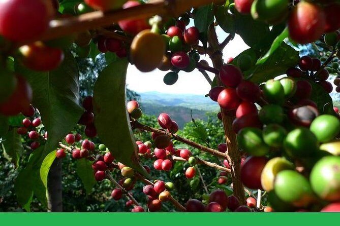 Full-Day Private Guatape Coffee Villa Tour from Medellin - Who Is This Tour Best For?