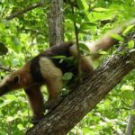 Full Day Private Tour of Palo Verde National Park - Authentic Reviews and Personal Touches