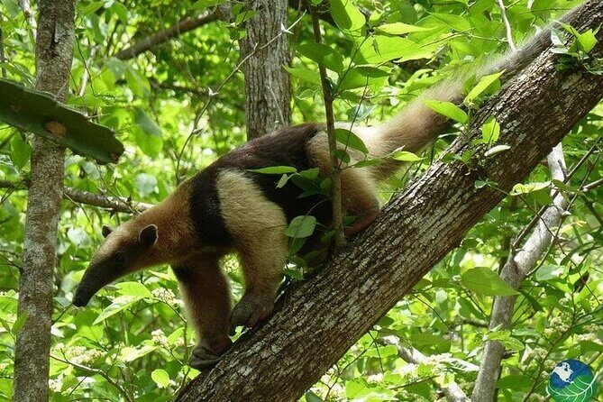 Full Day Private Tour of Palo Verde National Park - Authentic Reviews and Personal Touches