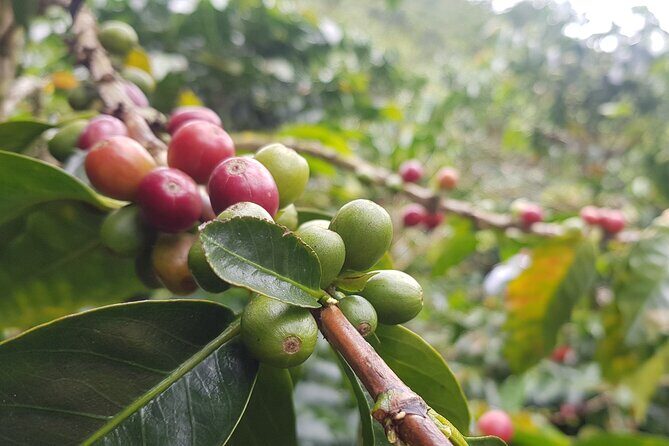 Full Day Private Tour to Guatapé and El Peñol - A Deep Dive into the Full Day Experience