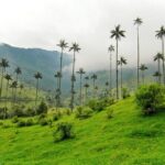 Full Day Private Tour to Valle del Cócora and Salento - What Makes This Tour Particularly Worth It