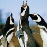 Full Day Punta Tombo - Walking Among Penguins Experience - Madryn - What Travelers Say