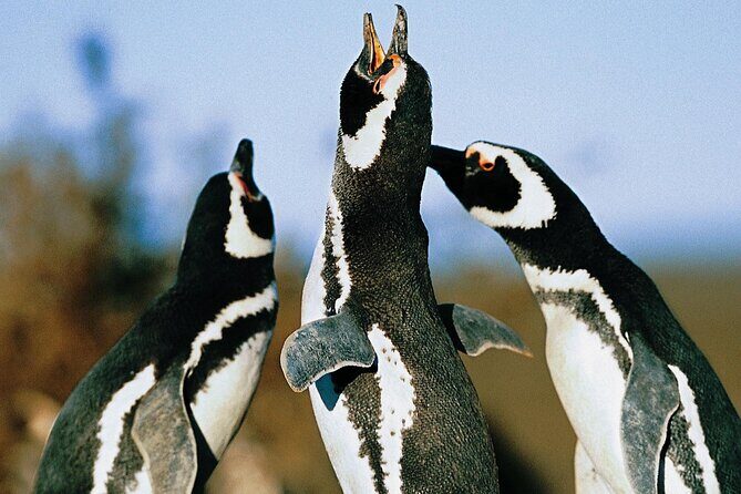 Full Day Punta Tombo - Walking Among Penguins Experience - Madryn - What Travelers Say