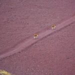 Full Day Rainbow Mountain Tour Vinicunca with Guide - FAQs
