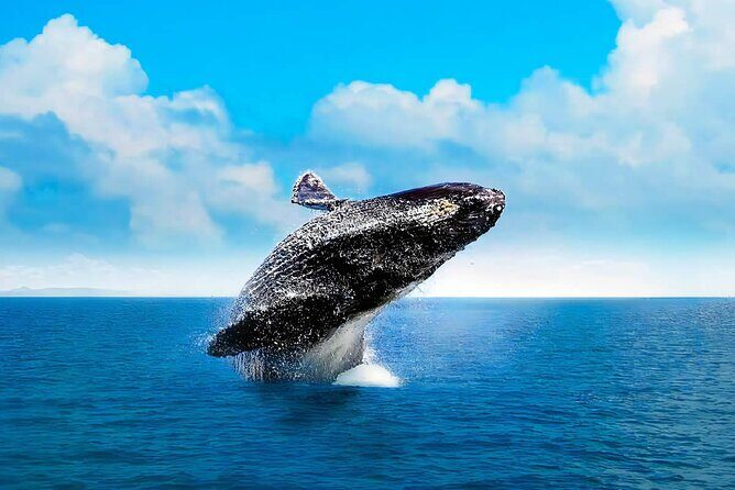 Full-Day Samana with Waterfall & Bacardi Island from Punta Cana - Who Should Book This Tour?