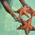 Full Day Saona Island Excursion with Lunch from Punta Cana - Practical Tips and Considerations