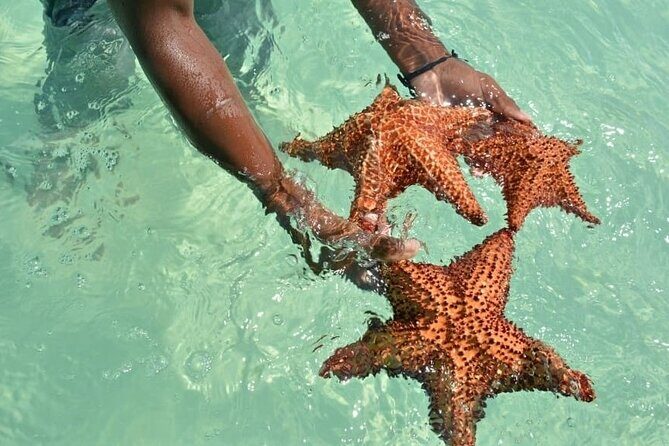 Full Day Saona Island Excursion with Lunch from Punta Cana - Practical Tips and Considerations