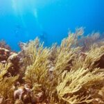 Full Day Scuba Diving in Rosario Islands - Practical Tips for Your Rosario Islands Dive Day