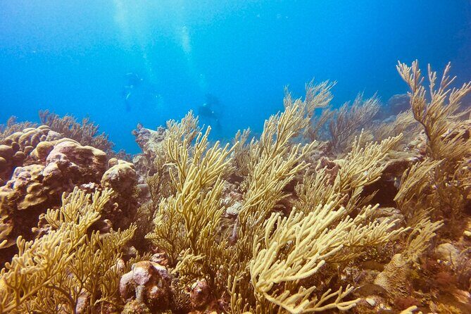 Full Day Scuba Diving in Rosario Islands - Practical Tips for Your Rosario Islands Dive Day