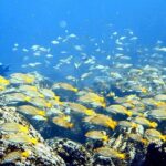 Full day Snorkeling Tour Santa Fe Island and Playa Escondida - Practical Details and Tips