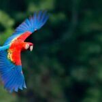 FULL DAY|| The Macaw Sanctuary in Tambopata - Final Thoughts