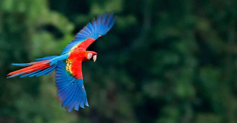 FULL DAY|| The Macaw Sanctuary in Tambopata - Final Thoughts