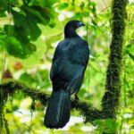 Full Day to Selvatura Monteverde Cloud Forest from Guanacaste - Analyzing the Value and Practical Aspects