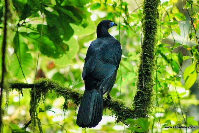 Full Day to Selvatura Monteverde Cloud Forest from Guanacaste - Analyzing the Value and Practical Aspects