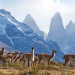 Full-Day Torres del Paine National Park from El Calafate - Exploring the Details: What to Expect from This Tour