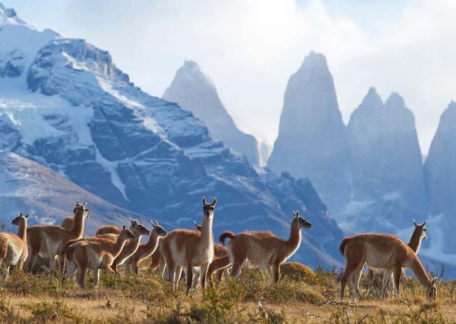 Full-Day Torres del Paine National Park from El Calafate - Exploring the Details: What to Expect from This Tour