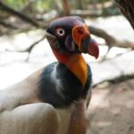 Full-Day Tour Baru - National Aviary and Playa Blanca + Bioluminescent Plankton - Authentic Experiences and Honest Impressions