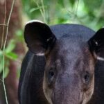 Full Day Tour Corcovado National Park. - An Alternative Perspective: San Pedrillo Station
