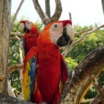 Full-Day Tour Isla Baru - National Aviary of Colombia and Playa Blanca - The Itinerary in Detail