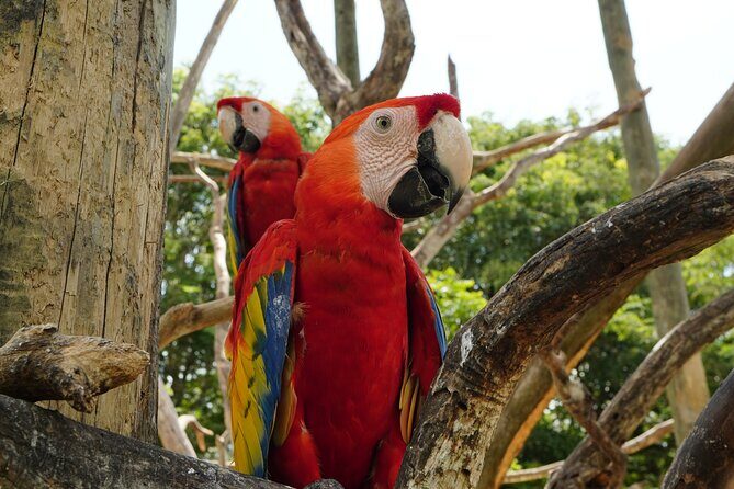 Full-Day Tour Isla Baru - National Aviary of Colombia and Playa Blanca - The Itinerary in Detail