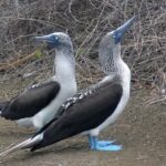Full Day Tour Isla Salango Snorkel Seabirds from Guayaquil - The Sum Up: An Authentic Coastal Escape Perfect for Curious Travelers