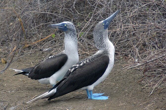 Full Day Tour Isla Salango Snorkel Seabirds from Guayaquil - The Sum Up: An Authentic Coastal Escape Perfect for Curious Travelers
