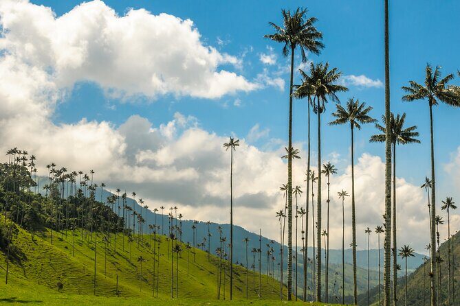 Full Day Tour of Cocora Valley, Salento, and Coffee Farm Tour (from Pereira) - Who Should Consider This Tour?