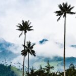 Full Day Tour of Cocora Valley, Salento, and Filandia Coffee Town (from Armenia) - Who Will Love This Tour?