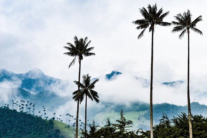 Full Day Tour of Cocora Valley, Salento, and Filandia Coffee Town (from Armenia) - Who Will Love This Tour?