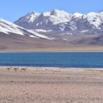 Full Day Tour Piedras Rojas Altiplanic Lagoons Chaxa Lagoon - Transportation, Guides, and Food