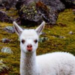 Full Day Tour to Ausangate 7 Lagoons - Practical Aspects and What You Should Know