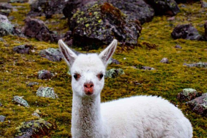 Full Day Tour to Ausangate 7 Lagoons - Practical Aspects and What You Should Know