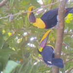 Full Day Tour to Hacienda Baru and Nauyaca Waterfalls - FAQ