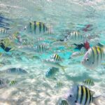 Full-Day Tour to Punta Rucia and Cayo Arena with Snorkeling - A Deep Dive into What to Expect