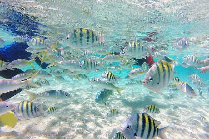 Full-Day Tour to Punta Rucia and Cayo Arena with Snorkeling - A Deep Dive into What to Expect