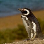Full-Day Tour to Punta Tombo Penguin Colony - Authentic Experiences and Tips from Travelers