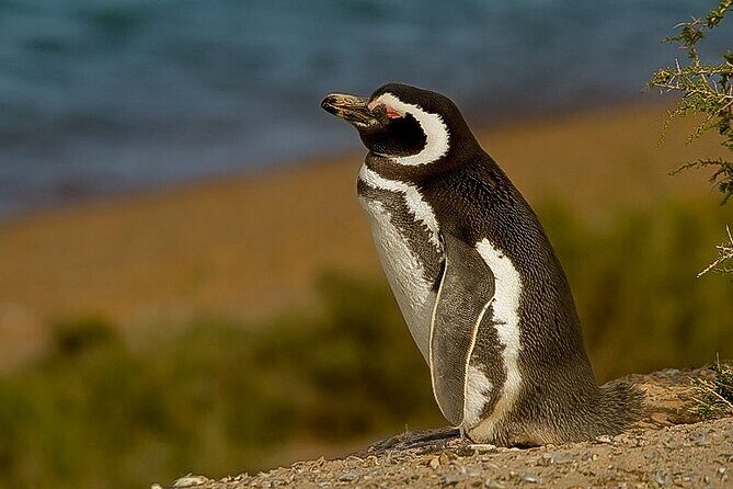 Full-Day Tour to Punta Tombo Penguin Colony - Authentic Experiences and Tips from Travelers
