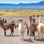 Full Day Tour To The Salt Lake Salinas in Arequipa - Practical Aspects and What to Expect