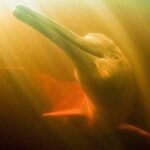 Full Day Trip of Amazon with Lunch - Why This Tour Works for Travelers