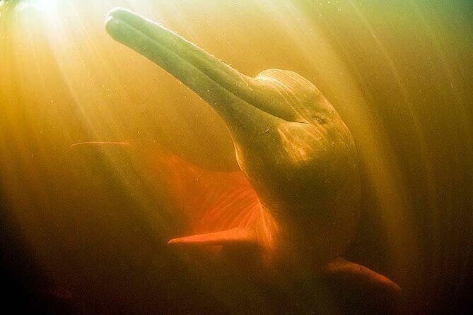 Full Day Trip of Amazon with Lunch - Why This Tour Works for Travelers