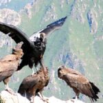 Full Day Trip to Colca Canyon from Arequipa ending in Puno - Practical Aspects and Considerations