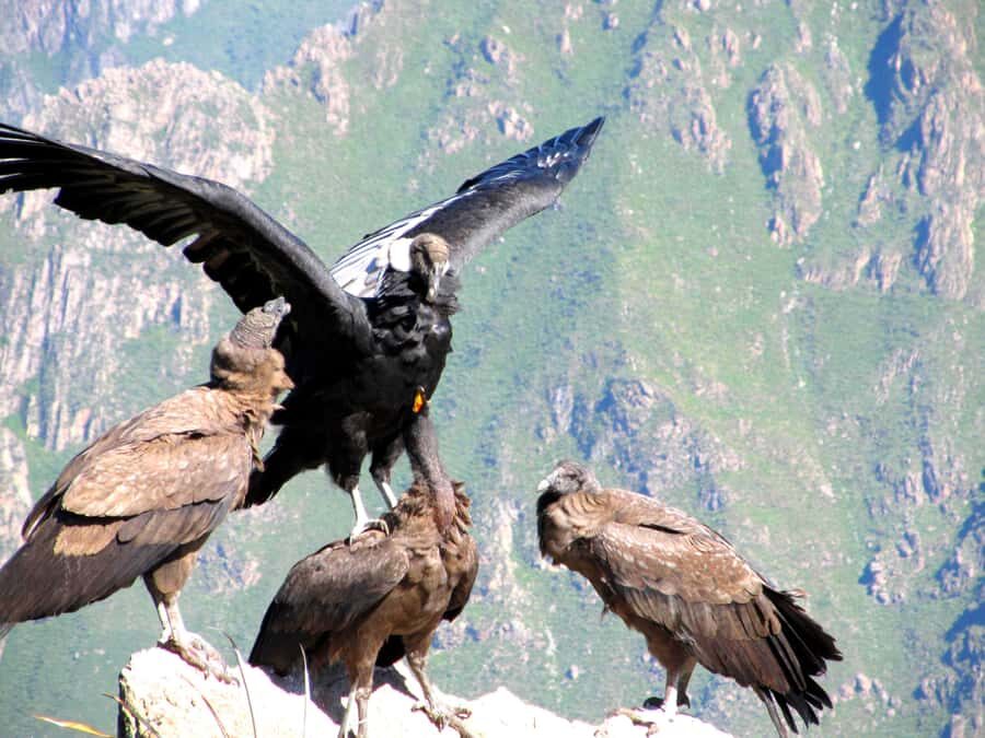 Full Day Trip to Colca Canyon from Arequipa ending in Puno - Practical Aspects and Considerations