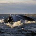 Full Day Whale Watching From Puerto Madryn - Why This Tour Offers Great Value