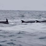 Full Day Whale Watching Marine Reserve Isla Chañaral - A Detailed Look at the Tour Experience