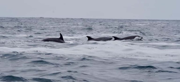 Full Day Whale Watching Marine Reserve Isla Chañaral - A Detailed Look at the Tour Experience