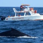 Full-Day Whale Watching Tour in Samana Bay from Cabeza de Toro - Who Should Consider This Tour?