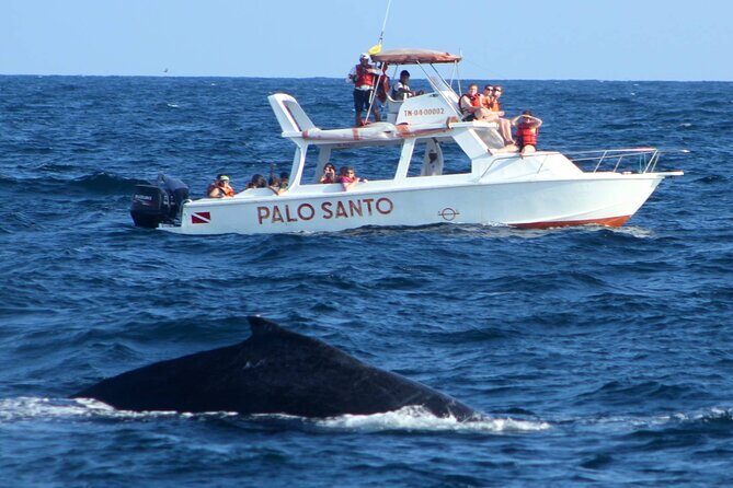 Full-Day Whale Watching Tour in Samana Bay from Cabeza de Toro - Who Should Consider This Tour?