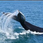 Full-day Whale watching Tour in Samana Bay from Uvero Alto - Practicalities and Group Size