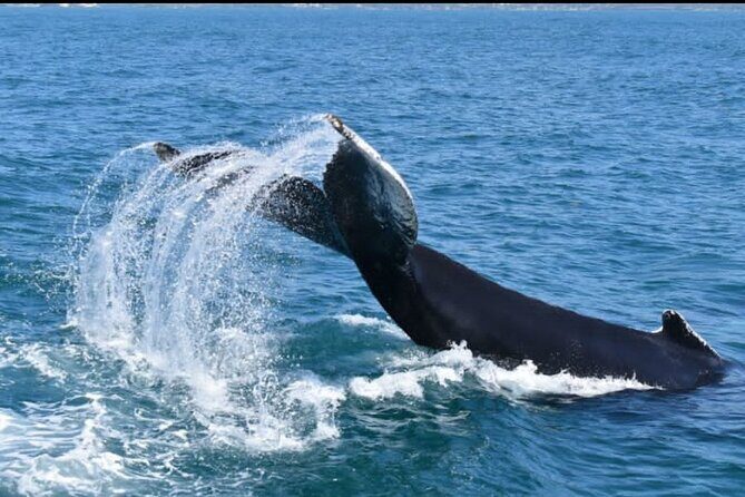 Full-day Whale watching Tour in Samana Bay from Uvero Alto - Practicalities and Group Size