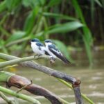 Full Expedition 5Days 4Nights - Amazon Wonder Expeditions - Exploring the Amazon Wonder Expeditions’ 5-Day Tour